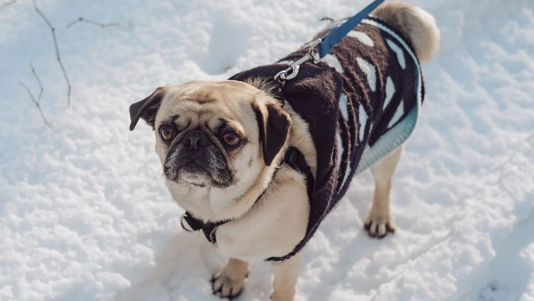 8 Dog Breeds That Can't Handle Michigan Winters (And 5 That Love the Cold)