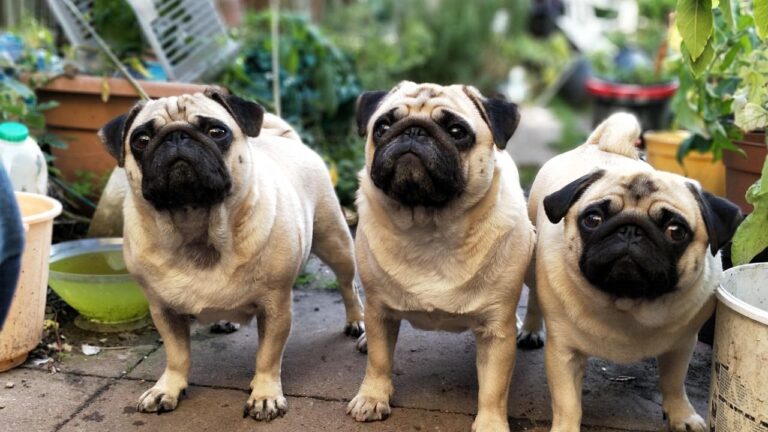 11 Dog Breeds That Love Outdoor Life in Colorado (And 5 That Prefer Indoors)