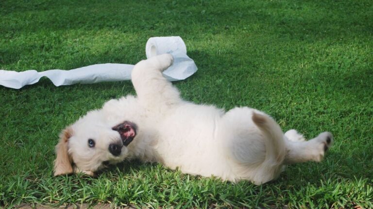 Stop Coddling Your Dog: Why a Little Independence Is Good for Them