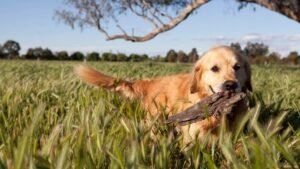 10 Things Dogs Understand (And 5 Things They Misread)