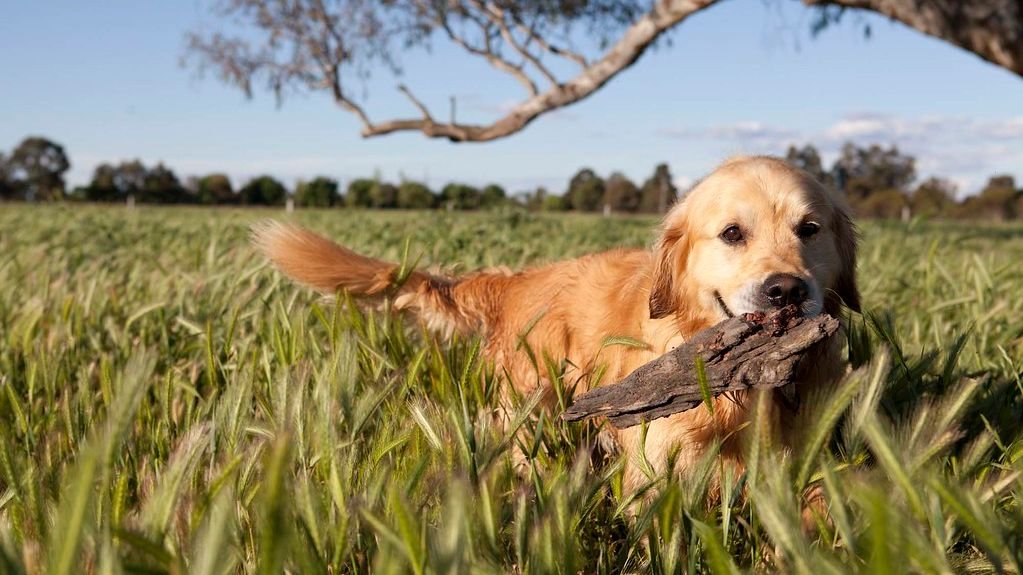 10 Things Dogs Understand (And 5 Things They Misread)