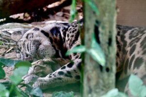 Nashville Zoo Celebrates 50th Clouded Leopard Birth