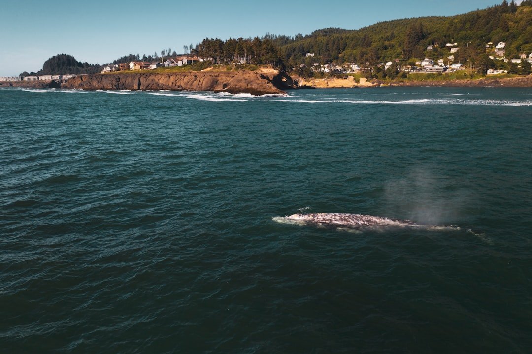 Gray Whales Are Dying in San Francisco Bay