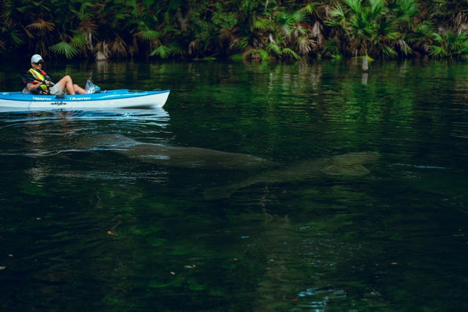 Why Manatees Need Humans to Slow Down and Pay Attention