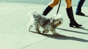 You're Making These 3 Major Mistakes With Your Dog's Daily Walk