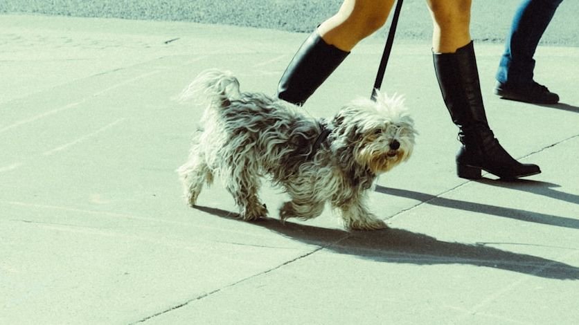 You're Making These 3 Major Mistakes With Your Dog's Daily Walk