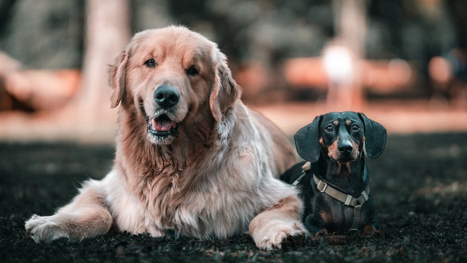 10 Easy Ways to Introduce a New Pet to Your Dog Without Any Drama