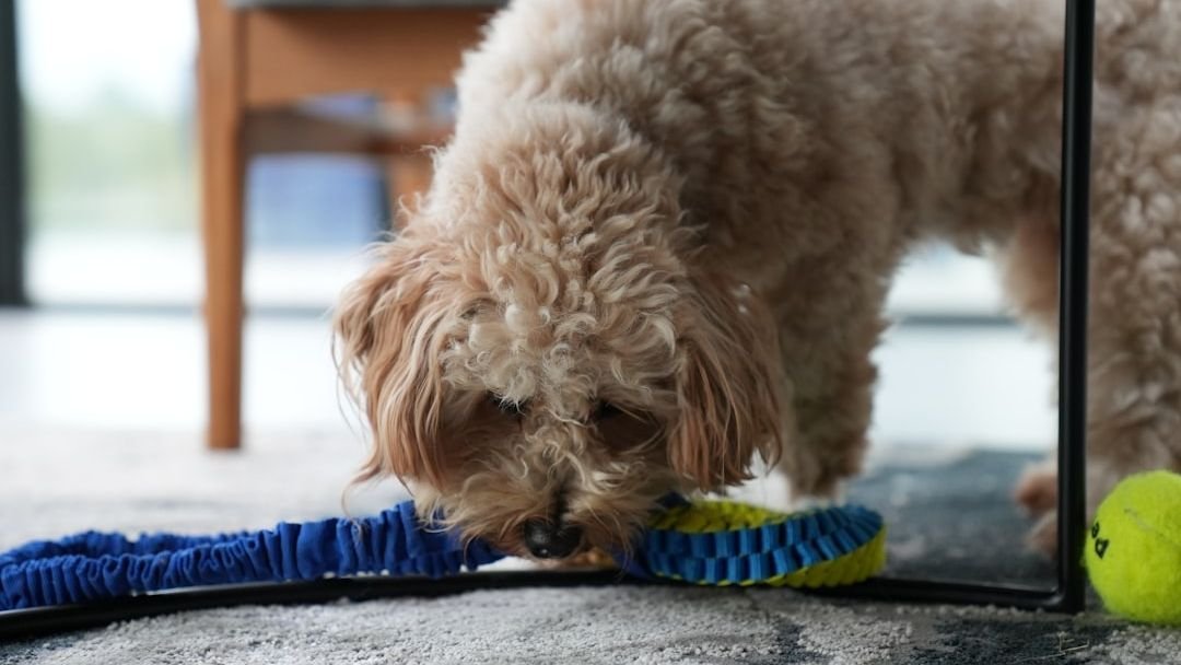 8 Genius Hacks for Keeping Your Dog Entertained When You're Not Home