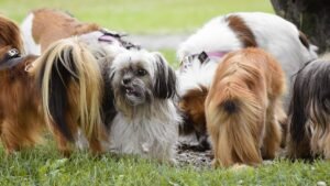 10 Common Mistakes Dog Owners Make That Can Lead to Unwanted Behaviors