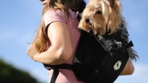 11 Must-Know Tips for Traveling With Your Dog Safely and Happily