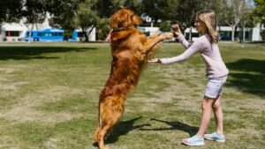 10 Ways to Build a Deeper Bond With Your Dog (Even If You Think It's Already Strong)