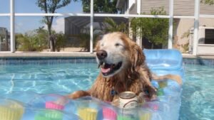 5 Simple Exercises to Keep Your Senior Dog Spry and Happy for Longer