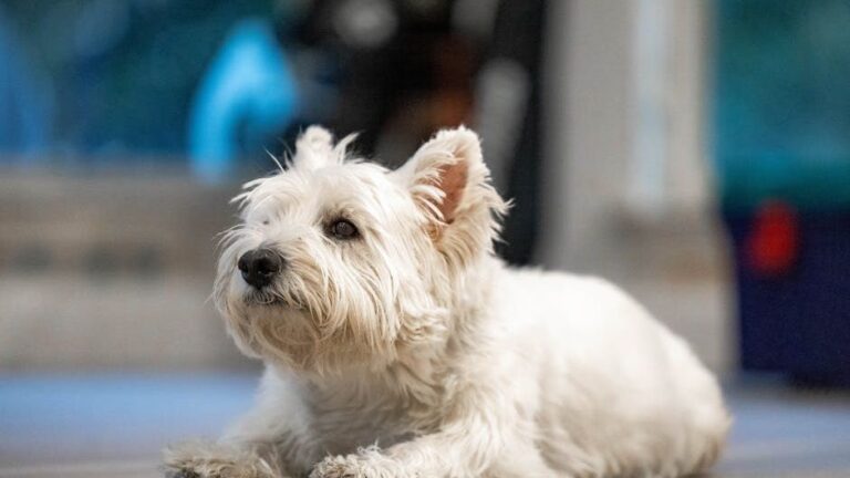 10 Small Dog Breeds Too Stubborn for Seniors