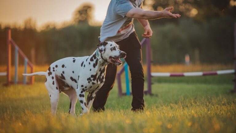 10 Things Dogs Expect From You (And 5 That Disappoint Them)