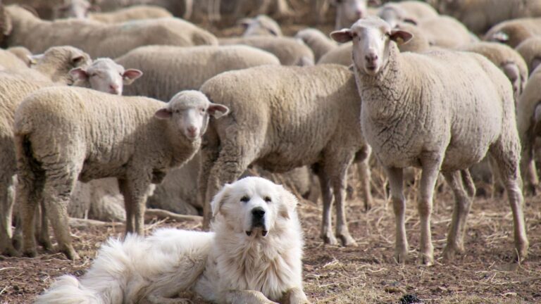10 Powerful Dogs That Can Deter Coyotes in Texas Backyards