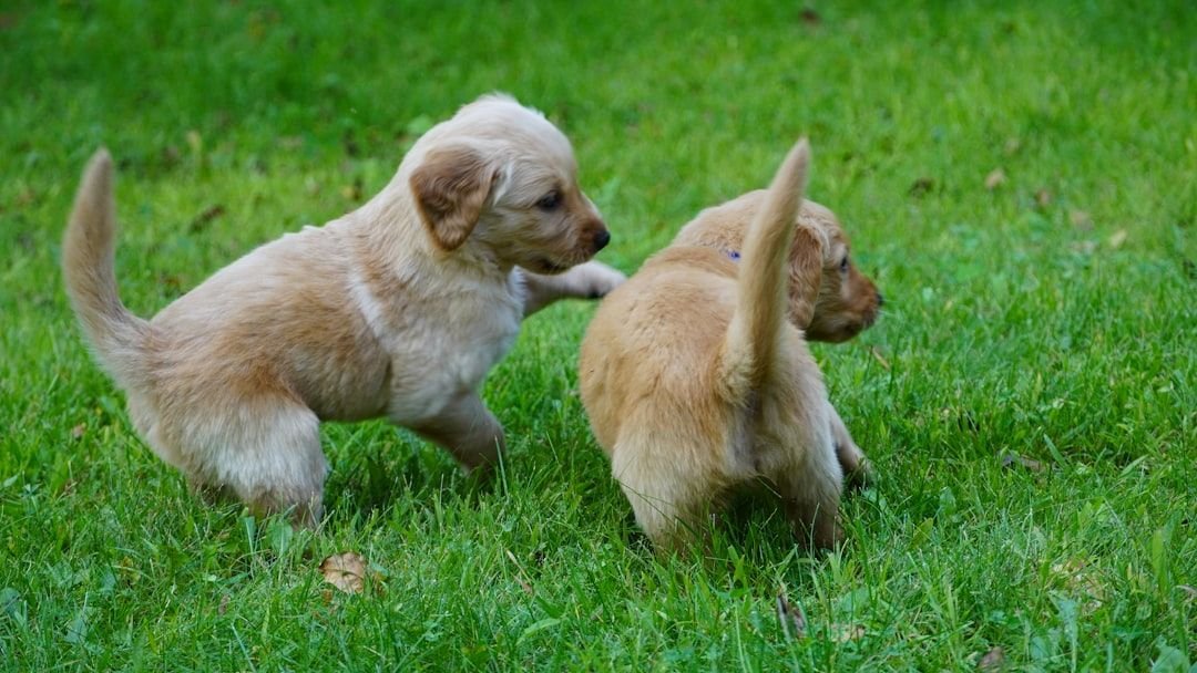 8 Funny Habits Dogs Have That Reveal Their Personality