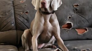 What Goes Through Your Dog's Mind When You're Gone