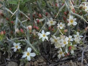 Sagebrush Conservation News