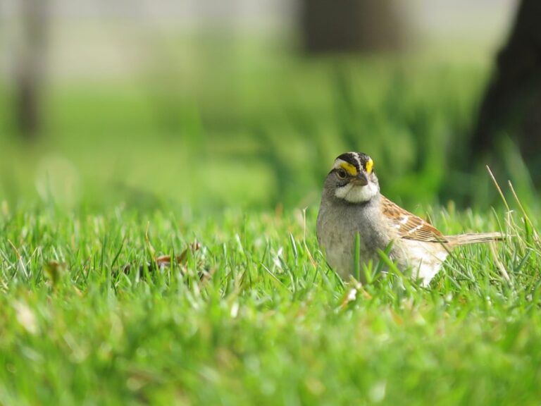 Spring Bird Migration Update