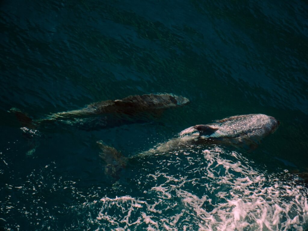 Scientists watch sperm whales work as a team to assist a birth
