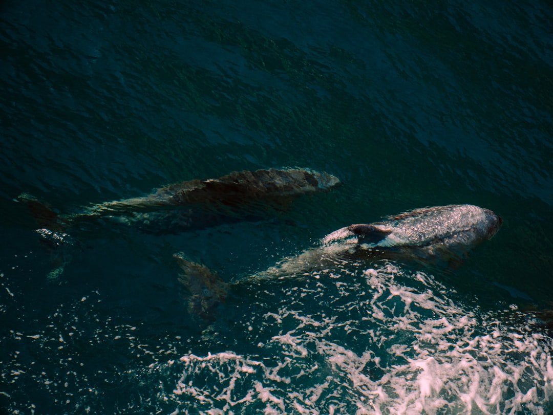 Scientists watch sperm whales work as a team to assist a birth