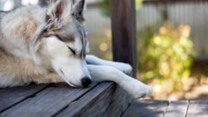 The Hidden Meaning Behind Your Dog's Favorite Spot