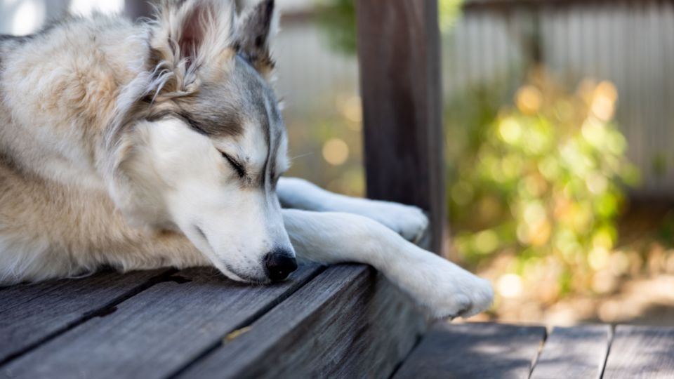 The Hidden Meaning Behind Your Dog's Favorite Spot