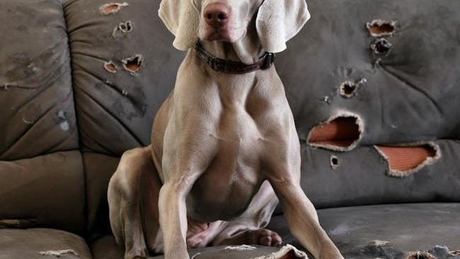 What Your Dog Thinks When You Leave the House