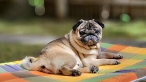 12 Dog Breeds That Don't Thrive in Pennsylvania Homes (And 5 That Fit Right In)