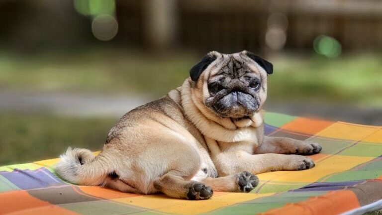 12 Dog Breeds That Don't Thrive in Pennsylvania Homes (And 5 That Fit Right In)