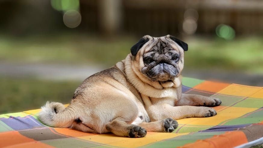 12 Dog Breeds That Don't Thrive in Pennsylvania Homes (And 5 That Fit Right In)