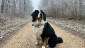 25 Big Dogs With Adorable Puppyish Temperaments