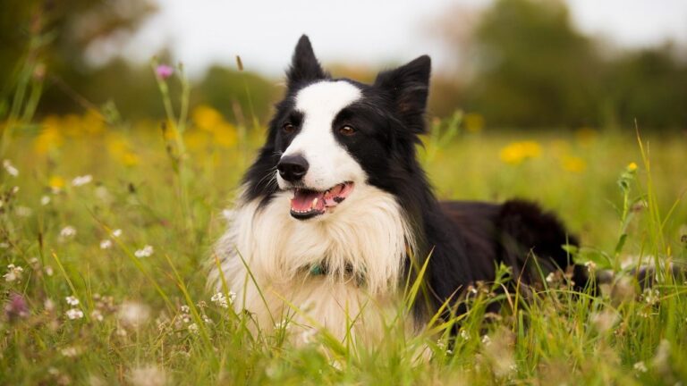 12 Behaviors That Mean Your Dog Is Overwhelmed