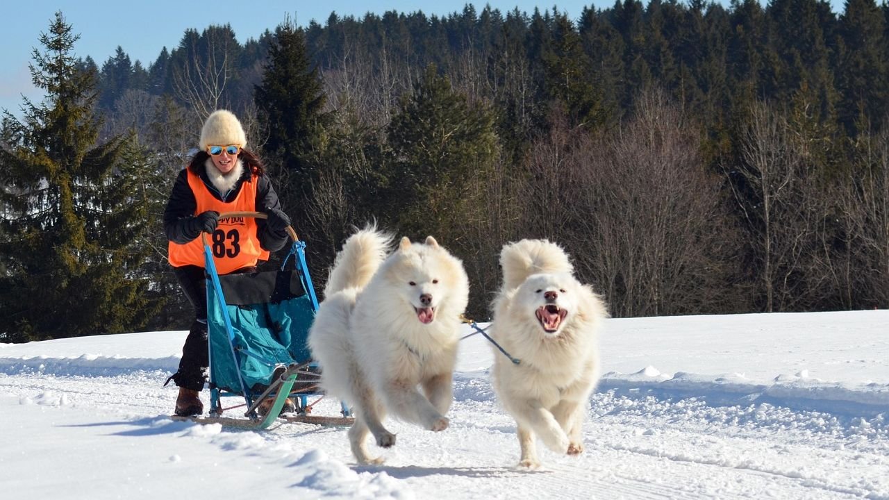 These Are the Top 10 Most Popular Dog Breeds in Alaska