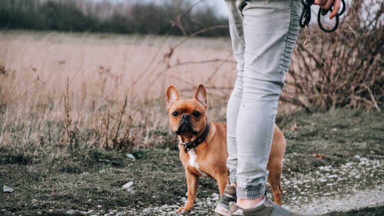 6 Ways Dogs Entertain Themselves When Bored