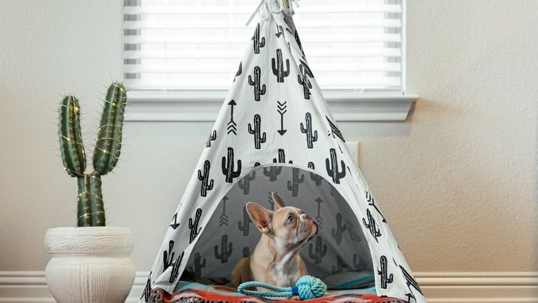 10 Dog Breeds That Form Gentle Bonds With Seniors