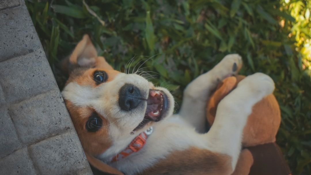 Your Dog's Growl Isn't Always a Threat; It's a Vital Communication Tool