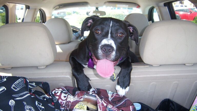 Why Do Some Dogs Enjoy Car Rides While Others Get Anxious?
