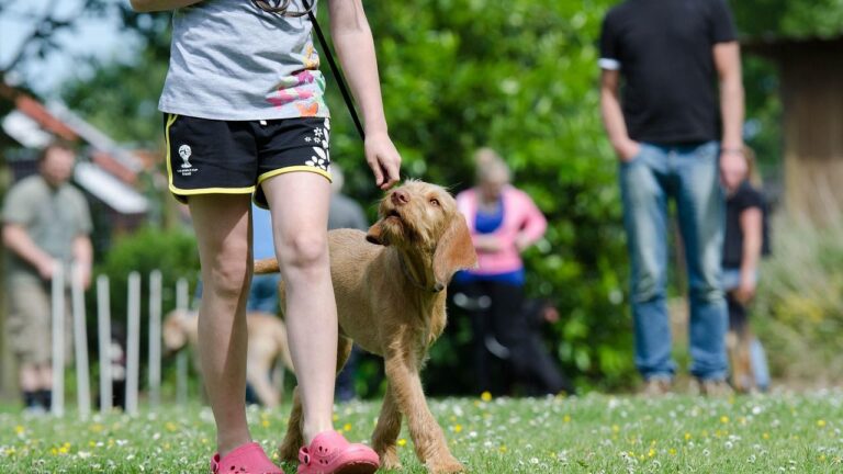 Your Dog Isn't Being Stubborn; They're Simply Communicating a Different Need