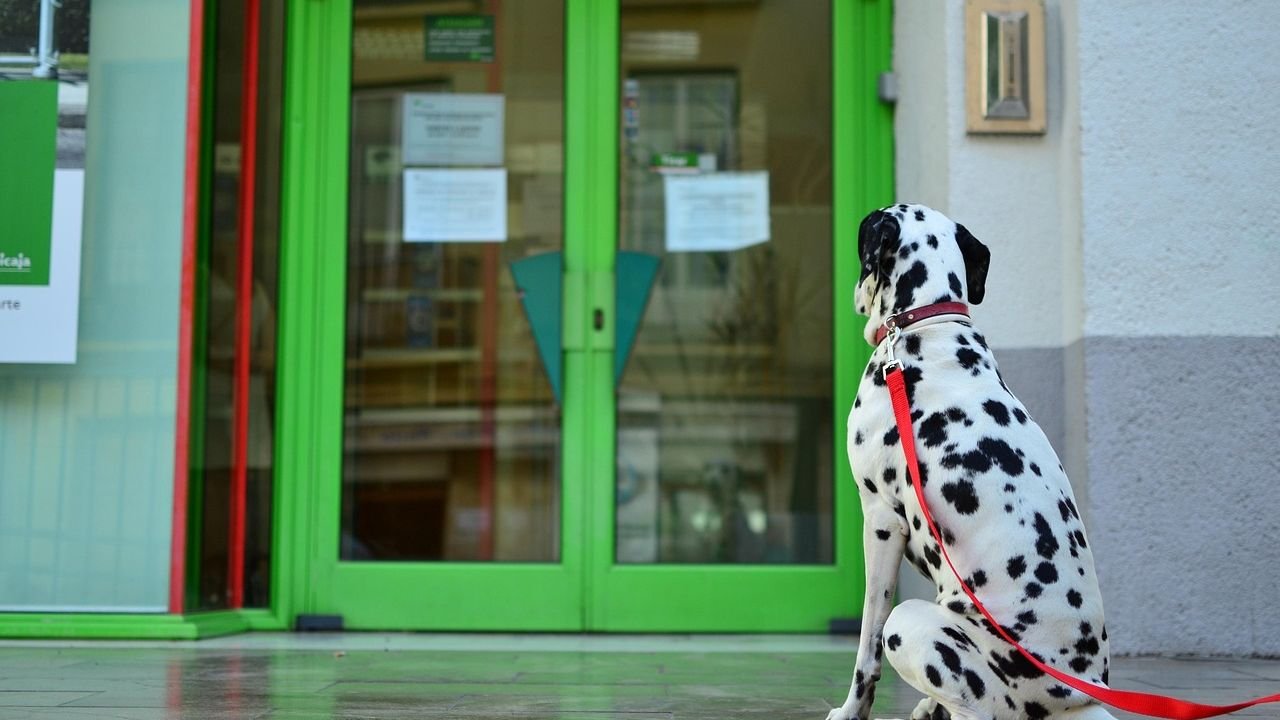 Why Your Dog Waits at the Door Even When You're Late