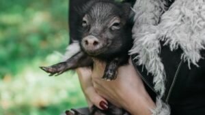 Storm-Rescued Piglet Pepper Trails Dog Bestie Trout in Unbreakable Bond