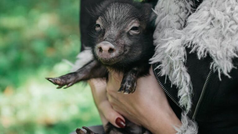 Storm-Rescued Piglet Pepper Trails Dog Bestie Trout in Unbreakable Bond