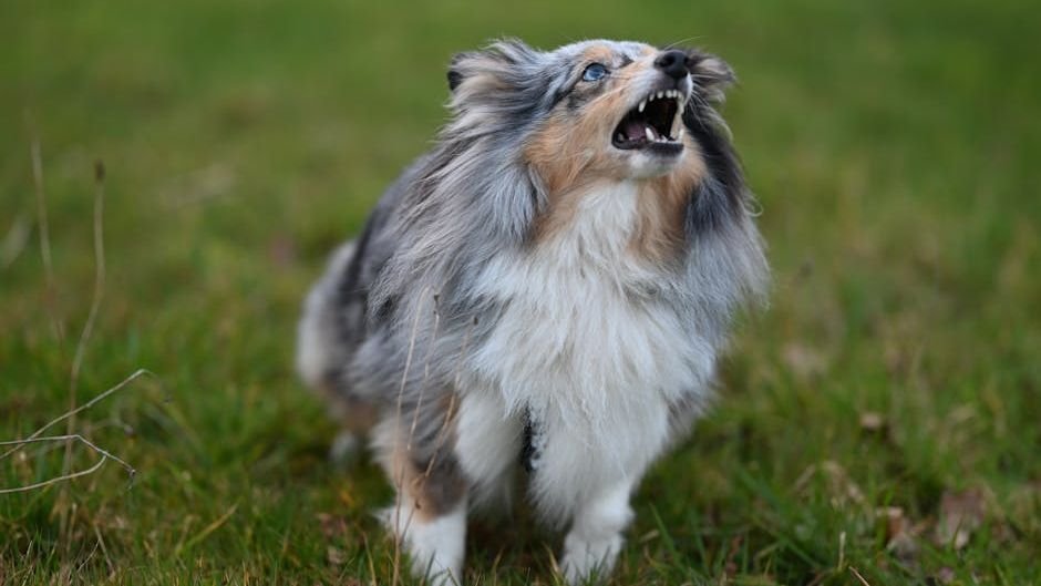 That Annoying Bark Is Often a Plea for Connection, Not Just Noise