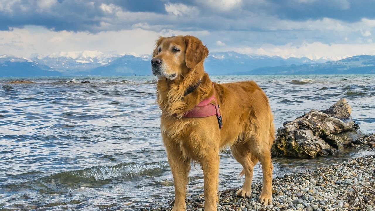 10 Dog Breeds That Struggle With Beach Living in California (And 5 That Thrive)