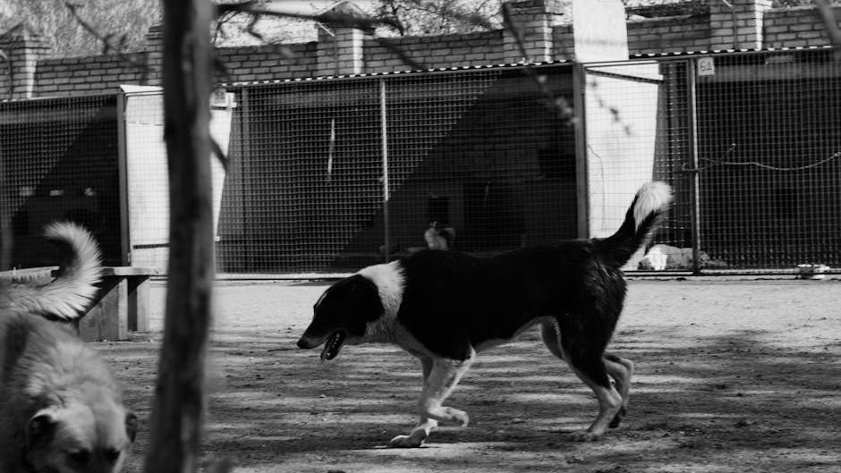 Shelter Dog Vlad's Epic Escape: Six Years to Private Jet and Vegas Lights