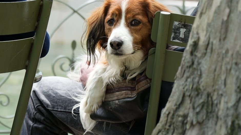 10 Funny Ways Dogs React to Daily Life