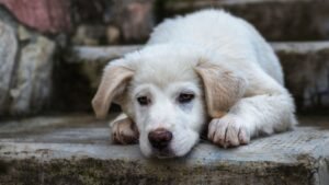 10 Mistakes Owners Make That Slowly Break a Dog's Trust