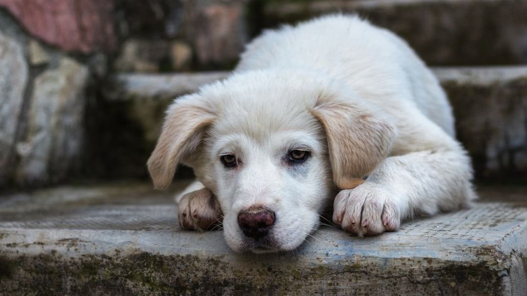 10 Mistakes Owners Make That Slowly Break a Dog's Trust