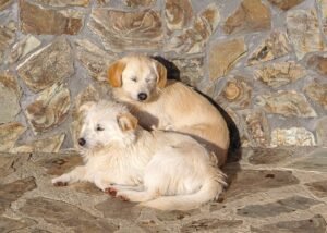 Essential Pet Care Tips for Brandon’s Warm April Weather