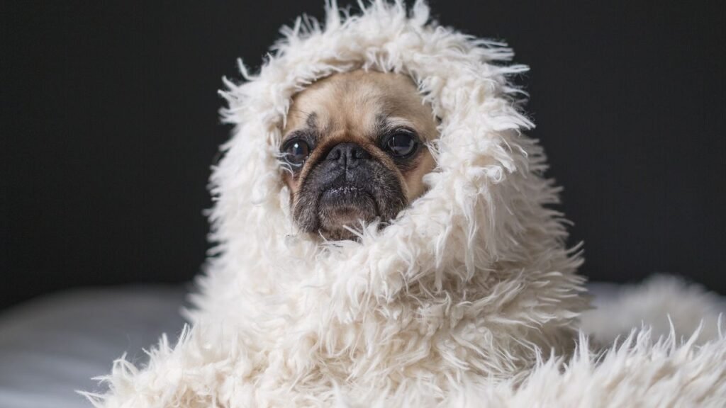 11 Dog Breeds That Can't Handle Michigan Winters (And 5 That Love the Cold)